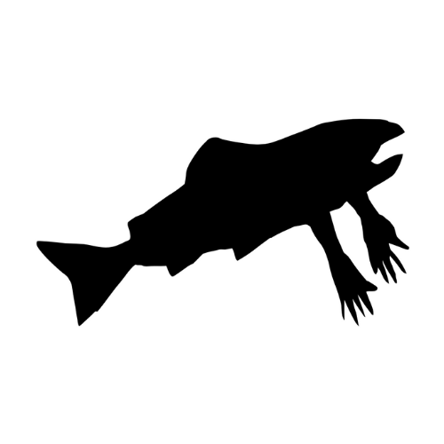 SALMON ARMS - Lines Snow Boutique